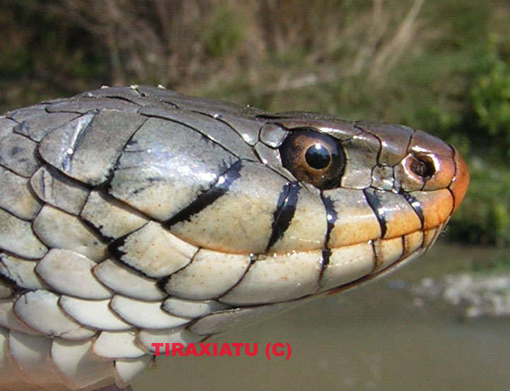 Natrix natrix siciliana